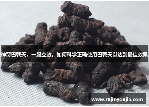 神奇巴戟天，一服立效，如何科学正确使用巴戟天以达到最佳效果
